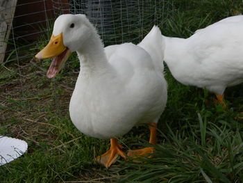 Hen Pekin Duck